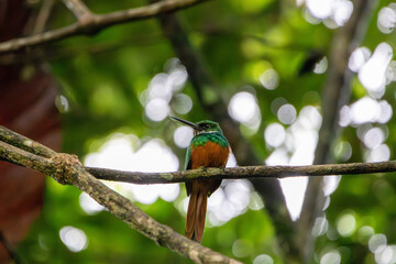 A Rufous-tailed Jacamar in Costa Rica