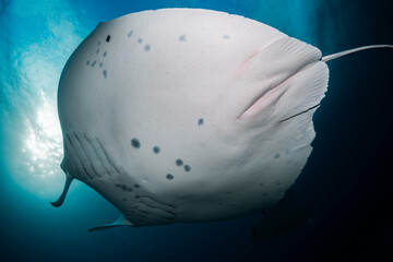 A majestic manta ray glides through the clear waters of Lady Elliot Island, showcasing its elegant...