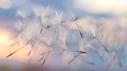Obraz premium A delicate close-up of dandelion seeds drifting softly in the breeze, showcasing nature's beauty and ephemeral moments.