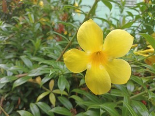 Fototapeta premium Single Yellow Allamanda Flower in Garden. Close-up of a vibrant yellow Allamanda flower blooming with lush green foliage in the background, captured in natural garden setting