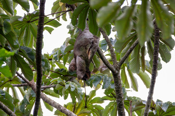 A Brown-throated Three-toed Sloth in Costa Rica