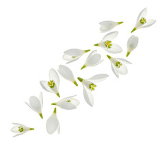 Fototapeta premium Soft White Snowdrop Petals Translucent and Bell-Like Scattered Diagonally