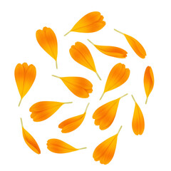Obraz premium Vibrant Orange Calendula Petals Thin and Curved Gently Falling