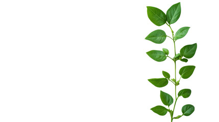 Obraz premium Fava bean plant with vibrant green leaves and sturdy stem in natural growth stage isolated on white background 