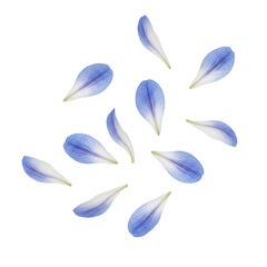 White and Blue Agapanthus Petals Curved and Delicate Falling Loosely