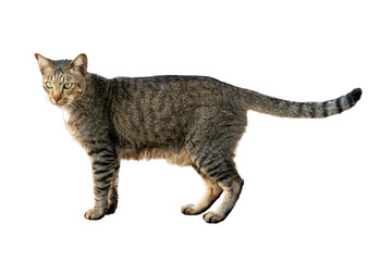 Dragon Li cat standing isolated on white background.