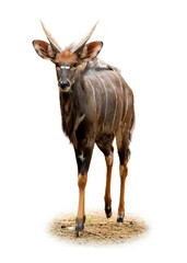 Nyala antelope standing isolated on white background.