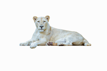 White lioness lying down isolated on white background.