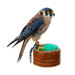 American Kestrel perched on wooden stand isolated on white background.
