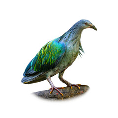 Colorful Nicobar Pigeon standing isolated on white background.