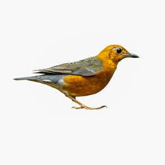 Close-up of Orange-headed Thrush isolated on white background.