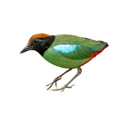 Colorful Hooded Pitta standing isolated on white background.