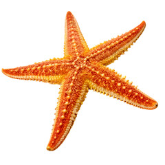 Orange Starfish: Detailed Close-Up on White Background
