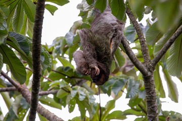 A Brown-throated Three-toed Sloth in Costa Rica