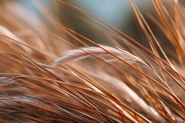 Closeup of golden grass with a feathery white tuft among brown stalks against a blurred background