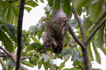 A Brown-throated Three-toed Sloth in Costa Rica