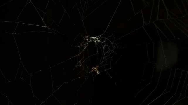 Spider sitting and feeding its prey on its weaved web isolated on a black background