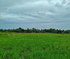Serene Green Rice Paddy Under a Cloudy Sky