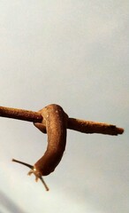 A brown slug is shown clinging to a horizontal branch or twig, with its body curved around the wood. Slugs have hydrostatic skeleton, which allows them to stretch and contract as they move.