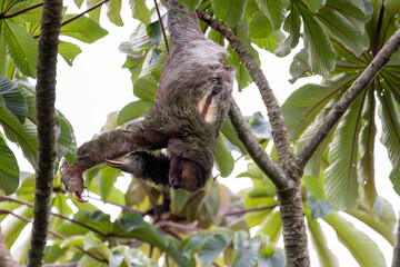 A Brown-throated Three-toed Sloth in Costa Rica