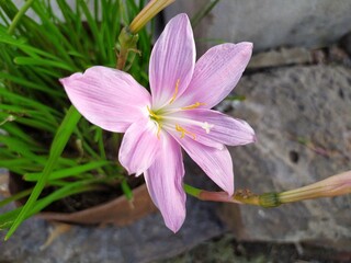 Zephyranthes carinata, also known as the Rosepink Zephyr Lily, is a vibrant pink, rain-triggered...