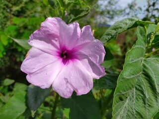 Ipomoea carnea, the pink morning glory, is a species of morning glory grows as a bush, cultivated in gardens as an ornamental plant, attract butterflies and hummingbirds. Used in traditional medicine.