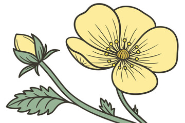 Bright Bloom: Buttercup Illustration