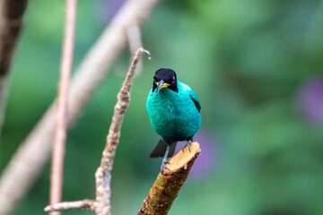 Obraz premium A male Green Honeycreeper in Costa Rica