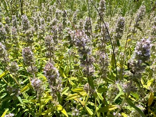 wild flowers in spring