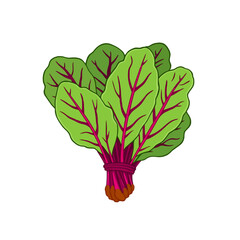 Bunch of fresh chard leaves with red stems isolated on white background