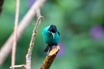 Fototapeta premium A male Green Honeycreeper in Costa Rica