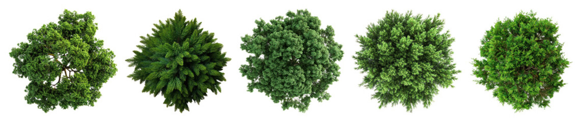 Obraz premium PNG Lush green top-view foliage, element set on transparent background