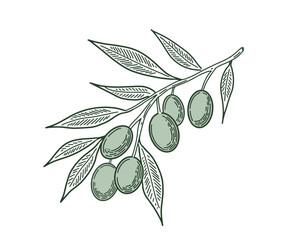 Olive branch, hand drawn illustration
