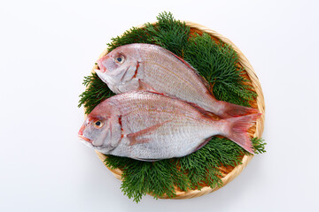 笊に盛ったチダイ　白背景