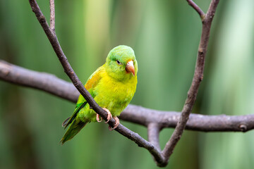A Orange-chinned Parakeet in Costa Rica