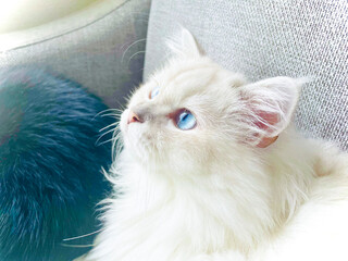 白い長毛種のくつろいだ様子の猫