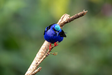 A Red-legged Honeycreeper in Costa Rica