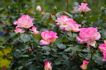 Beautiful pink roses in full bloom at the Japanese Rose Garden.