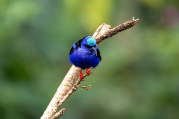 A Red-legged Honeycreeper in Costa Rica
