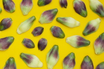 Artichoke petals on yellow background.