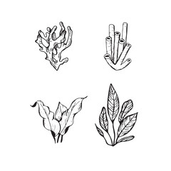 Underwater world clipart with shells, coral and algae. Graphic illustration hand drawn in black ink. Set of isolated objects
