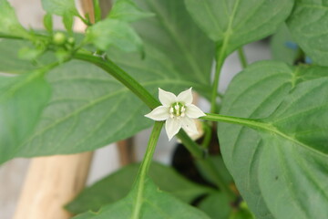 White chili or pepper flower blooming among green stems and leaves. Ideal for illustrating...