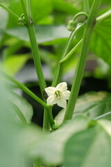 Macro shot of a white pepper or chili flower growing between green stems. Useful for topics on flowering vegetables, crop biology, sustainable farming, and plant development stages.