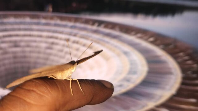 As a hand holds a large moth beneath a canopy of blurred led screen, it feels as though the universe itself slows down to honor the connection between the earthly and the ethereal.