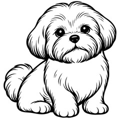 Isolated studio portrait of an adorable white Shih Tzu puppy