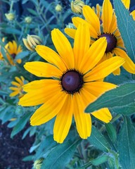 Sunflower-like flower　ひまわりに似た花