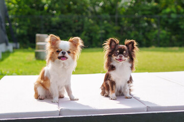 笑顔でおすわりする2匹のチワワ