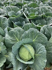 Cabbage field landscape　キャベツ畑