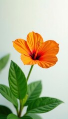 Single vibrant orange blossom, lush green leaves, clean white backdrop , floral design, orange bloom