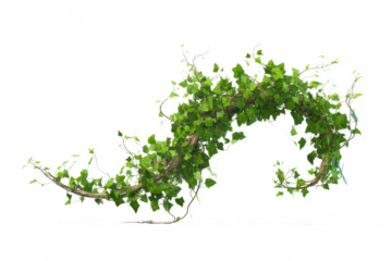 Twisting enchanted ivy expanding and in spiral motion, white background